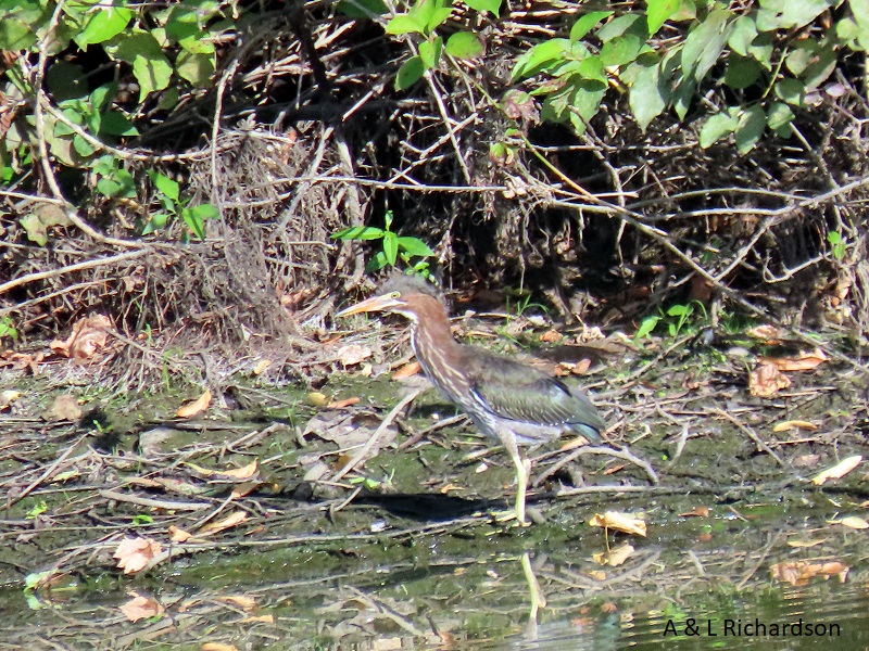 Longmeadow and Agawam Aug 20, 2022 Allen Bird Club